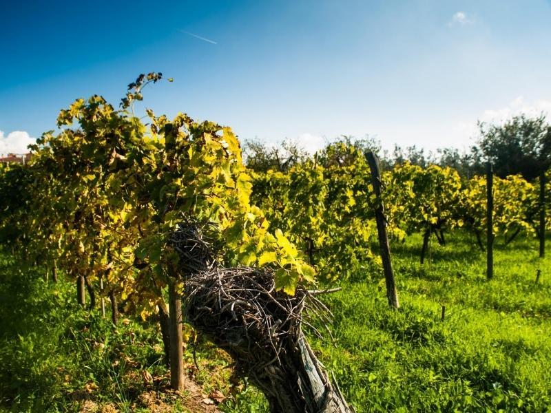 Podere Scaluccia อิมปรูเนตา ภายนอก รูปภาพ